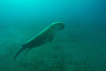 Dugong - sea cow
