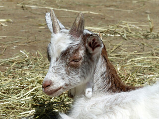 Mountain goat in Bavarian mountains, Germany