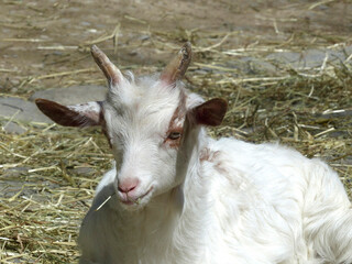 Obraz premium Mountain goat in Bavarian mountains, Germany