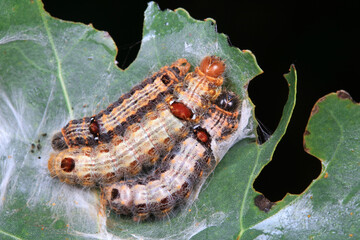 The larvae of moths are covered with bristles and look terrible