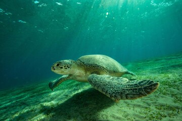 Green turtle underwater