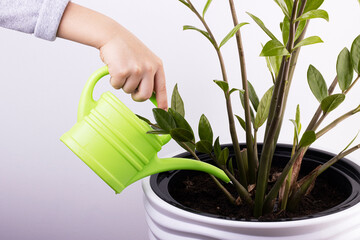 watering a home decorative plant from a green watering can