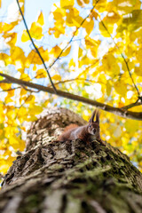 squirrel in the park