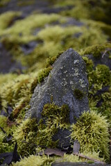 River feather-moss