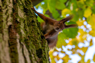 squirrel in the park