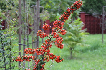 orange seeds, bush with wild orange fruit, park, garden
