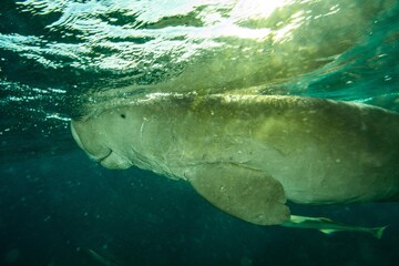 dugong sea cow underwater