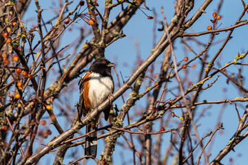 one towhee bird resting on dense leafless branch in the forest on a sunny day in the park