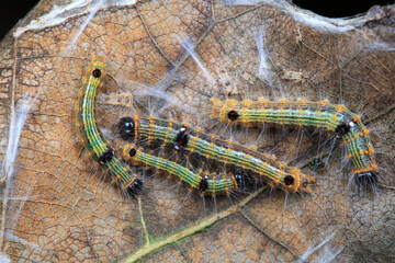 The larvae of moths are covered with bristles and look terrible