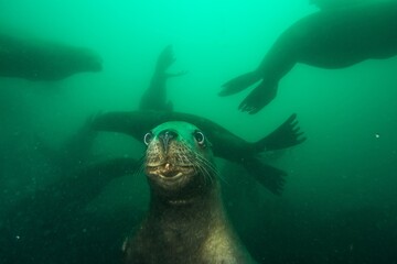 Steller sea lion underwater