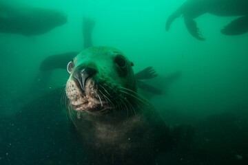 Steller sea lion underwater
