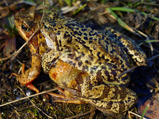 The common toad, European toad, Bufo bufo