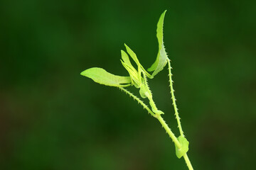 Chinese medicinal plant Polygonum scandens