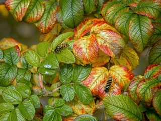 Striped wasps sit on rosehip leaves.