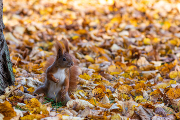 squirrel in the park