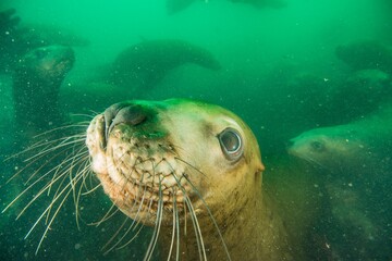 Steller sea lion underwater