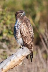 Juvenile Coopers Hawk perched atop a deadwood log branch with an alert eye looking out for this bird of preys next meal.