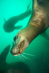 Steller sea lion underwater