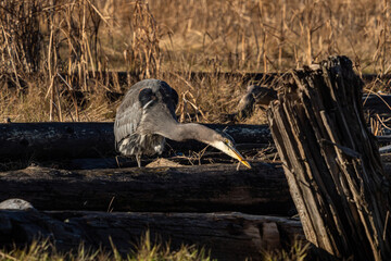 one great blue heron standing behind tree trunks laying on the marshland on a sunny day sanding its...