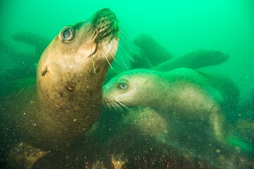 Steller sea lion underwater