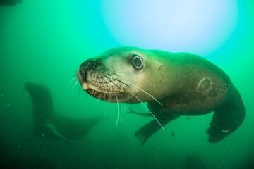 Steller sea lion underwater