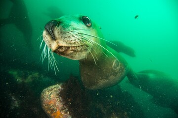 Steller sea lion underwater