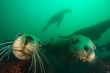 Steller sea lion underwater