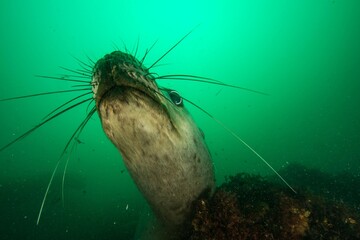 Steller sea lion underwater