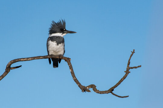 White and black male Belted Kingfisher bird perched on high branch overlooking his hunting ground.