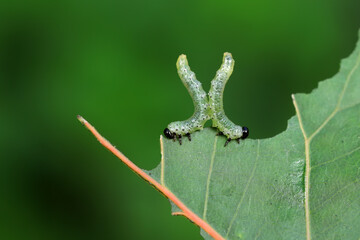 Sawfly larvae nibble on green leaves, North China