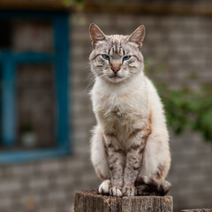 Naklejka na ściany i meble Homeless cat sitting on fence