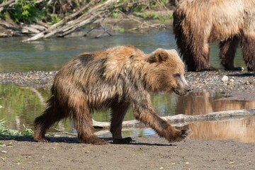 Brown bear predates on salmon, Russia