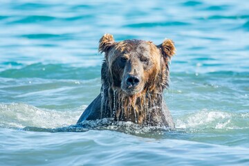 Obraz na płótnie Canvas Brown bear predates on salmon, Kamchatka, Russia