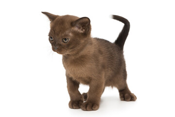 Obraz premium Small kitten of the European Burmese