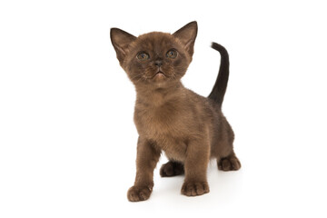 Small kitten of the European Burmese