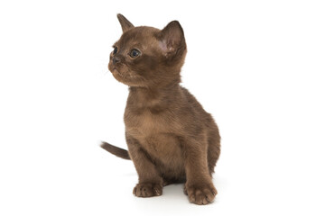 Small kitten of the European Burmese