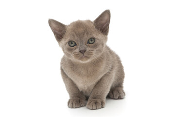 Fototapeta na wymiar Small kitten of European Burmese blue color