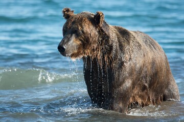 Brown bear predates on salmon, Kamchatka, Russia