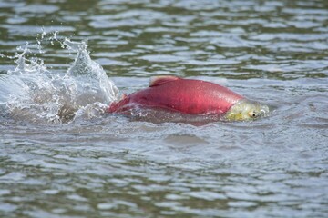 Fototapeta premium Sockeye salmon