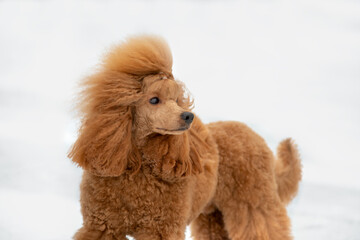 Beautiful portrait of a small apricot poodle posing outdoors In the snow