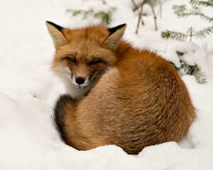  Red Fox Stock Photos. Close-up profile view resting in the winter season in its environment and...
