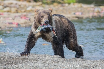 Brown bear predates on salmon, Kamchatka, Russia