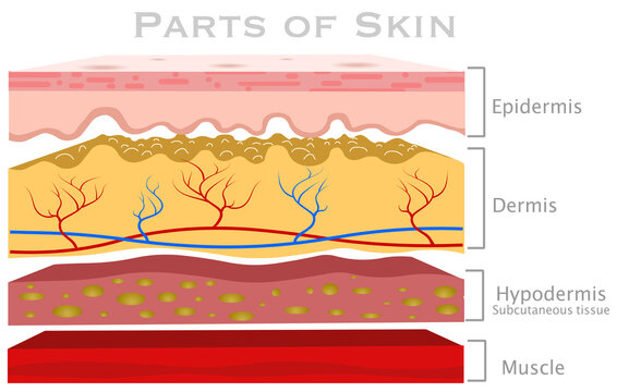 Skin parts, diagram. Glabrous human skin layers. Anatomy parts dermis, epidermis, hypodermis, subcutaneous tissue, muscle, blood vessels. Hairless section structure. Explanations.  illustration vector