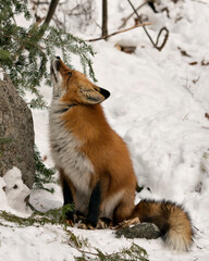  Red Fox Stock Photos.  Close-up profile view looking towards the sky in the winter season in its environment and habitat with snow background displaying bushy fox tail, fur. Fox Image. Picture. 