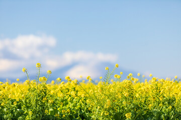 満開の黄色い菜の花と富士山