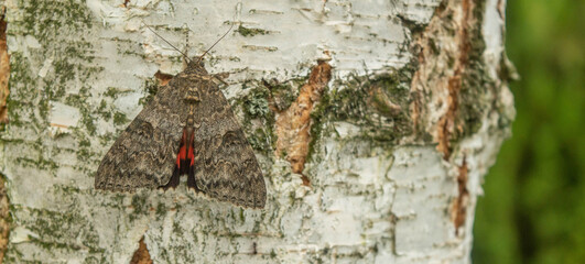 A moth on a tree