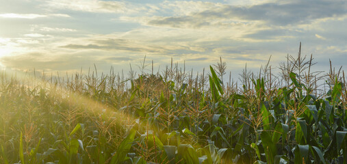A corn field at sunset © Paulina