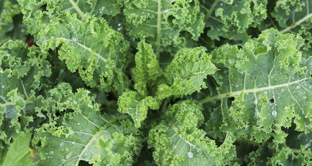 Organic kale with rain drops on leaves © Paulina