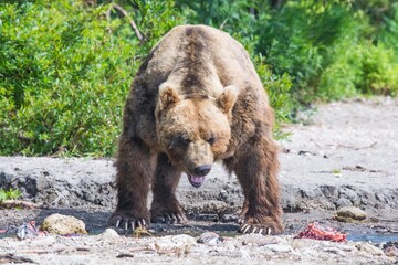 Plakat Brown bear predates on salmon, Kamchatka, Russia