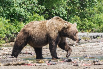 Brown bear predates on salmon, Kamchatka, Russia